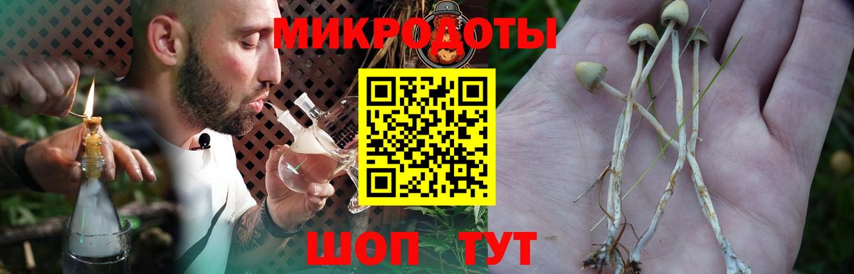 Псилоцибиновые грибы Psilocybine cubensis Новосибирск